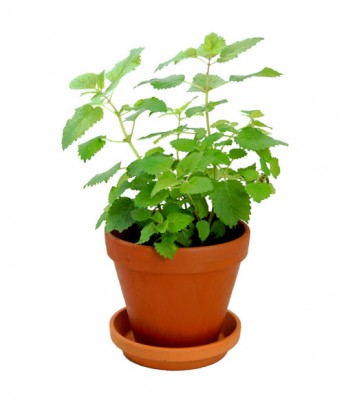 live mint herb plants from Home Essentials in Central Hong Kong 