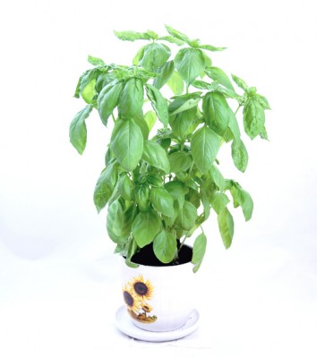 Sweet basil plant live herbs Hong Kong Home Essentials Central HK