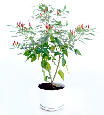 chili plants live plant herb garden Hong Kong Home Essentials HK