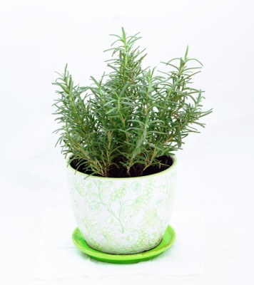  plants live plant herb garden Hong Kong Home Essentials HK