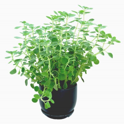  Oregano plants live plant herb garden Hong Kong Home Essentials HK