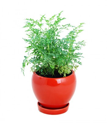  Thyme plants live plant herb garden Hong Kong Home Essentials HK